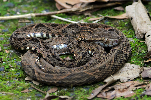 costarica snake viper poisonous venomous laselva ferdelance pitviper bothropsasper