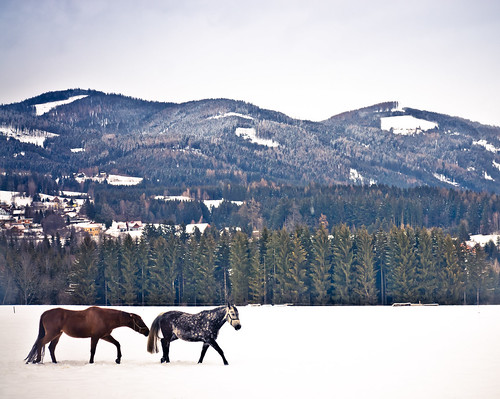 winter horse snow cold austria österreich interesting explore ausria seckau explored sigma1770 seiermark sonyalpha700