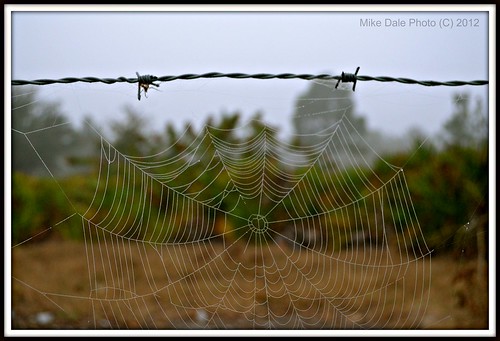 mike dale florida photos spiderweb barbwire lakewoodranch