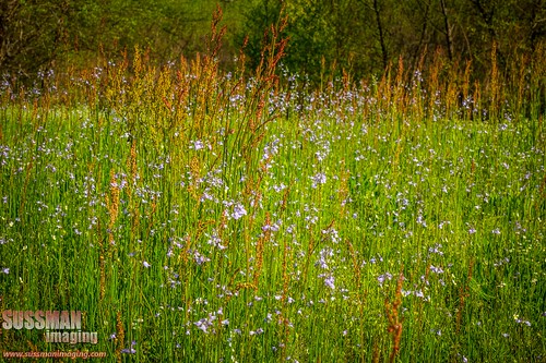 flowers nature grass georgia gainesville tallgrass lakelanier hallcounty thesussman lulapark sonyalphadslra550 sussmanimaging