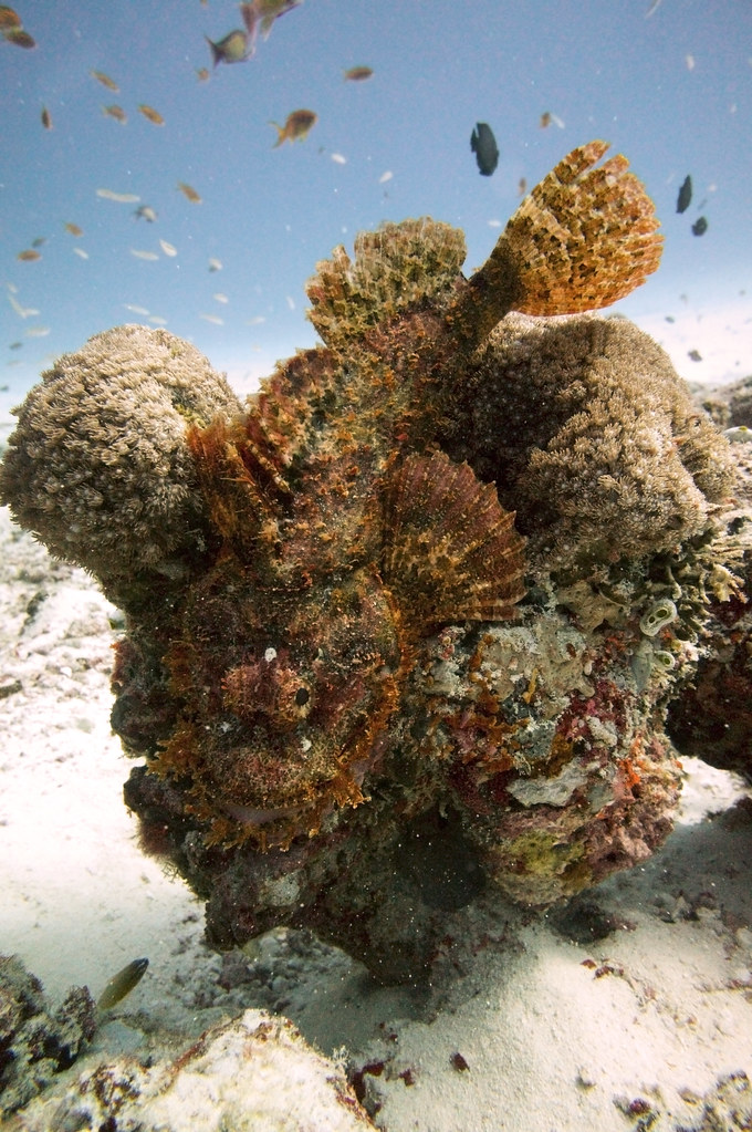 Diving Maldives:Smallscale Scorpionfish (Scorpaenopsis oxycephala)