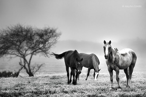 horses blackandwhite fog spring texas nik damp ranching sarita moist ranchlife