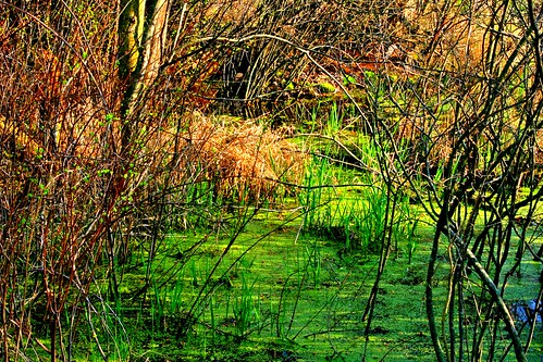 flowers blue sunset usa southwest yellow night sunrise walking outside march spring midwest seasons purple time michigan sunny kalamazoo buds marsh lapse 2012 springthaw okemos knc kalamazoonaturecenter