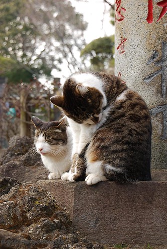 brown white black rock japan stone cat temple grey nikon pole chiba ichikawa d60