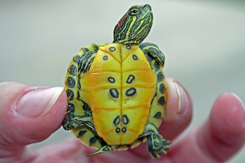 nature turtle amphibian biology babyturtle redearedracer