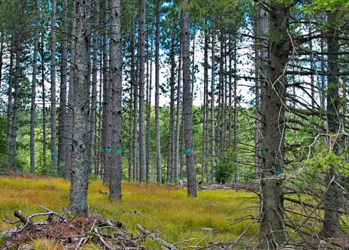 pine wisconsin evergreen northwoods pineforest tomahawk tomahawkwi
