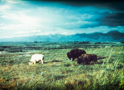 buffalo montana nationalbisonrange flatheadindianreservation bearcountryusa moiese whitebison bigmedicine