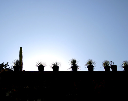 blue cactus silhouette cacti sunrise mexico glow sanmigueldeallende
