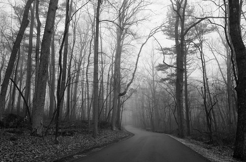 trees blackandwhite bw fog driving pa gettysburg gettysburgpa gnmp
