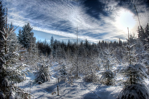 wood winter sky cloud sun snow tree natur himmel wolke sonne wald bäume baum hdr shnee