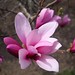 Magnolia Liliiflora 'Jane'