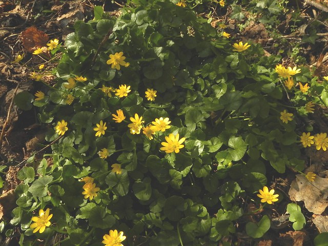 6 Ranunculus ficaria=Renoncule ficaire