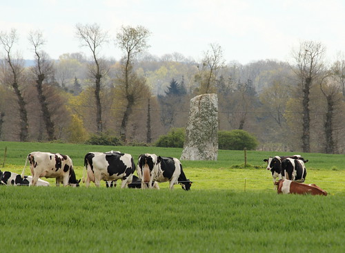 france megalithic stone cow brittany cattle bretagne fa neolithic megalith standingstone menhir médréac alignements lampouy