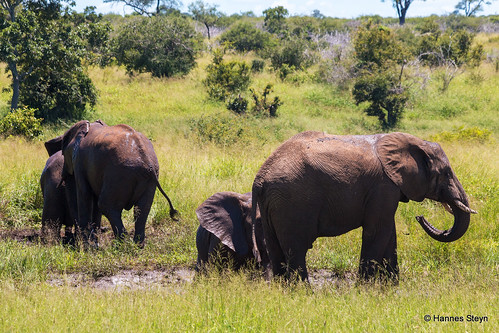 africa nature animals fauna canon southafrica wildlife ivory elephants mammals reserves krugernationalpark mpumalanga limpopo knp 70d canonef70300mmf456isusm ndlovu hannessteyn canoneos70d