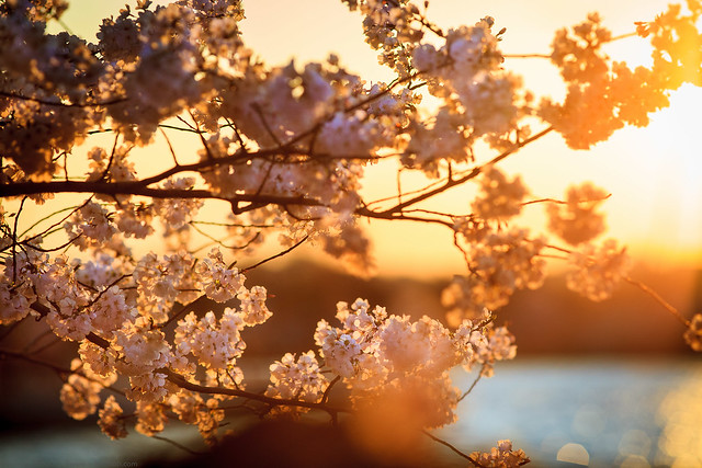 Cherry Blossoms at Sunset