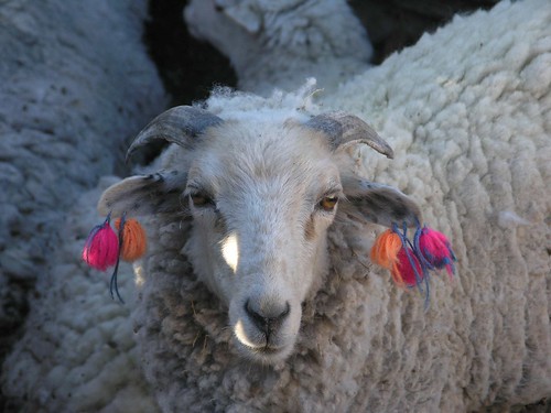 2004 latinamerica animals flickr sheep bolivia bol mammals potosi gpsapproximate