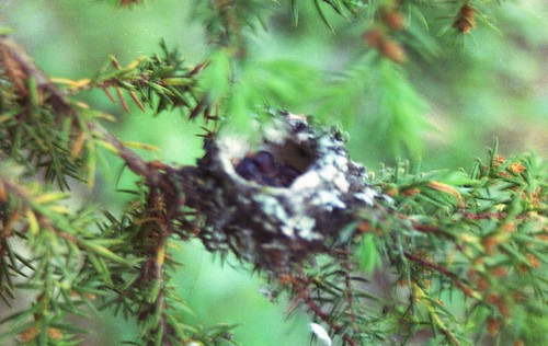 1991 hummingbirds nesting lewiscreek estellaroad