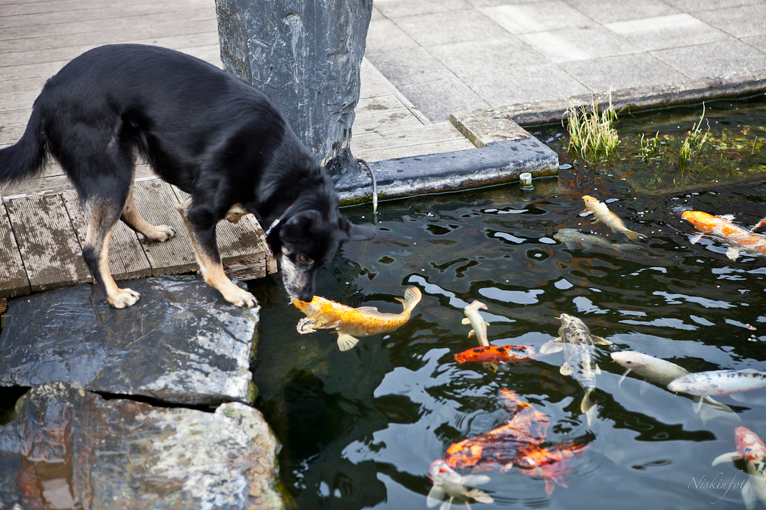 Можно кормить собак рыбой. Рыбка собака. Собака ест рыбу. Рыба щенок. Смешные собаки и рыбы.