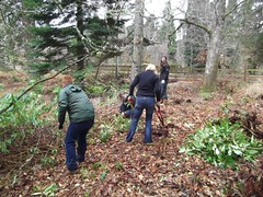 1 March 2012 Rhododendron Clearance