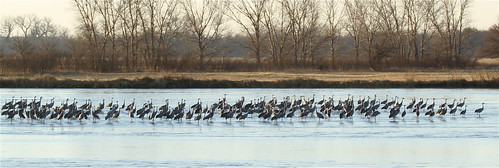 sunrise canon nebraska cranes migration sandhillcranes platteriver