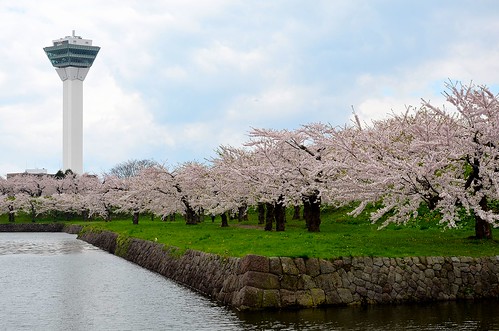 Cherry Blossom at Hakodate