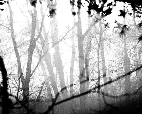 trees winter sunset bw sun mist cold nature fog wisconsin forest spring woods