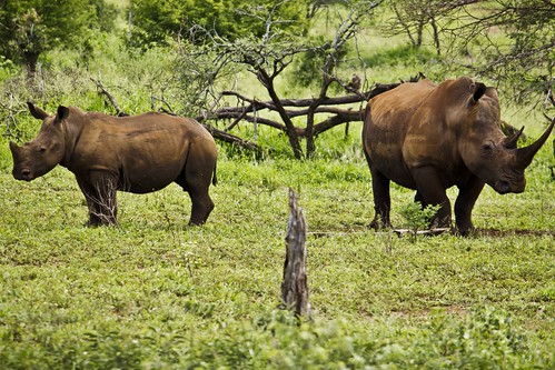 africa southafrica safari rhinos rhinoceros krugernationalpark kruger overland gamedrive big5 southernwhiterhinoceros greatadventurepeople gapadventures gadventure overlandsafari nellumazilu