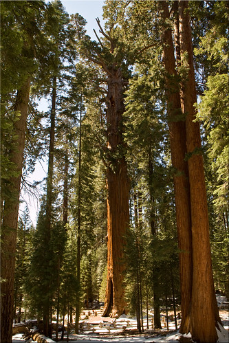 park winter tree forest giant big general large national mammoth 100views huge redwood gigantic majestic sequoia biggest sherman largest towering behemoth humongous 0234