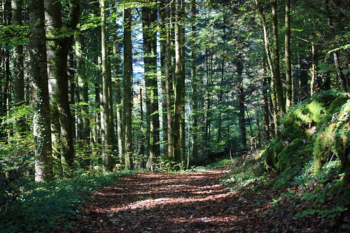 autumn france color canon landscape path swiss country trail jura doubs 450d goumois gsamie guillaumesamie
