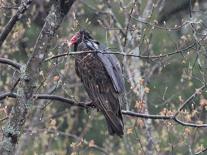Photograph titled 'Turkey Vulture'