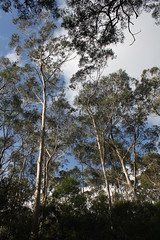 Trees above Leura Cascades
