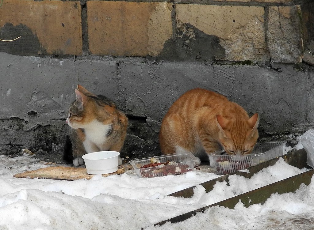 Two stray cats eat cold lunch at the street on the snow
