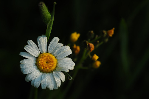 daisy wildflowers thenatureconservancy naturalillumination thebeautyofnature nikond300users wisconsinnaturephotography squatchman johnvelguth