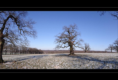 blue trees winter sky sun nature sunshine germany landscape hessen meadows natura fields oaks zima niebieski pola hesse słońce przyroda niebo łąki drzewa krajobraz niemcy dęby beberbeck hesja