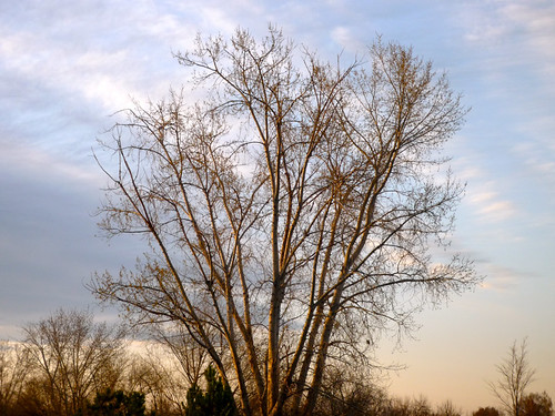 sky tree silhouette sunrise idaho cottonwood nampa wilsonsprings wilsonponds