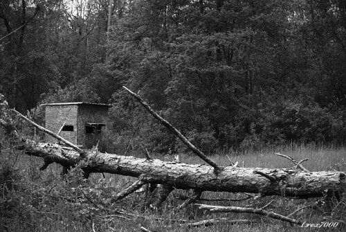 old trees bw house rural landscape blind rustic alabama hunting southern wilderness mobiletensawdelta trex7000 arpub