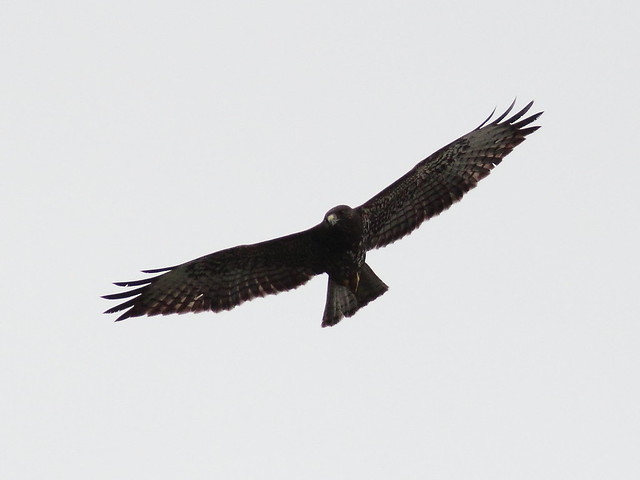 Short-tailed Hawk 20120209