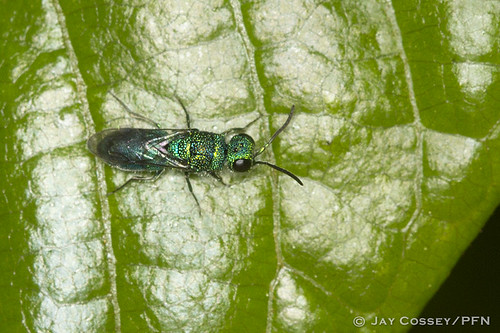 indiana naturephotography macrophotography martincounty insecta cuckoowasp photographerjaycossey hymenopterabeeswaspsantssawflies