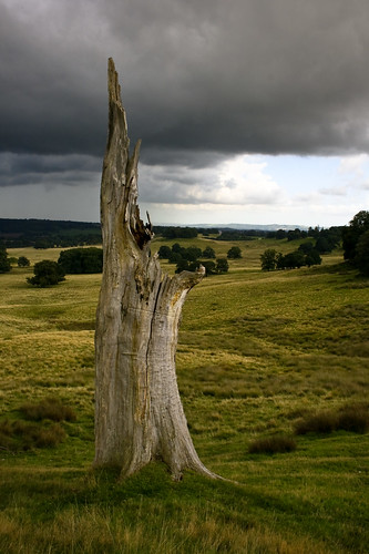 park trees storm tree grass clouds sussex day stump petworth