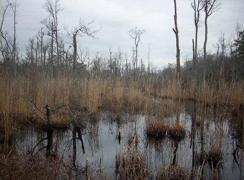 mr northcarolina swamp wetland robesoncounty northcarolinahighway71