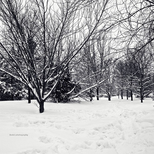 park trees winter blackandwhite panorama parco snow cold ice nature alberi landscape frozen branches neve skeletons inverno freddo paesaggio biancoenero rami ghiaccio scheletri