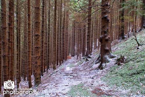 schnee winter snow tree germany bayern deutschland bavaria photography nikon d200 baum frankenwald frankonianforest afsdxzoomnikkor1755mmf28gifed