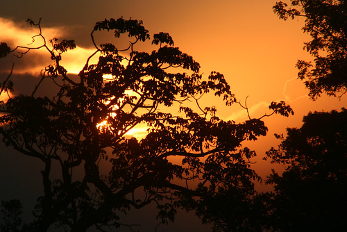 sunset sun sol tramonto mg pôrdosol bom sole árvore despacho entardecer pôr bomdespacho