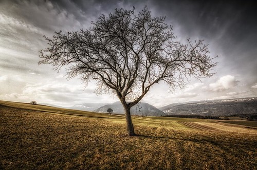 tree nature field photoshop canon landscape photography eos schweiz switzerland photo suisse swiss champs meadow sigma wideangle explore 7d prairie 1020mm paysage campagne arbre hdr photomatix philippesaire