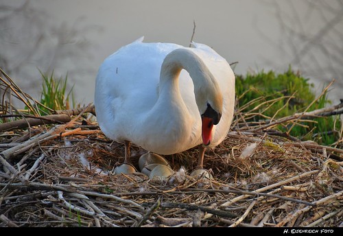 swan nest breeding brüten heike eggs schwan eier lauterach broot schwaneneier swaneggs eisenreich brunnhof brunnmühle mygearandme