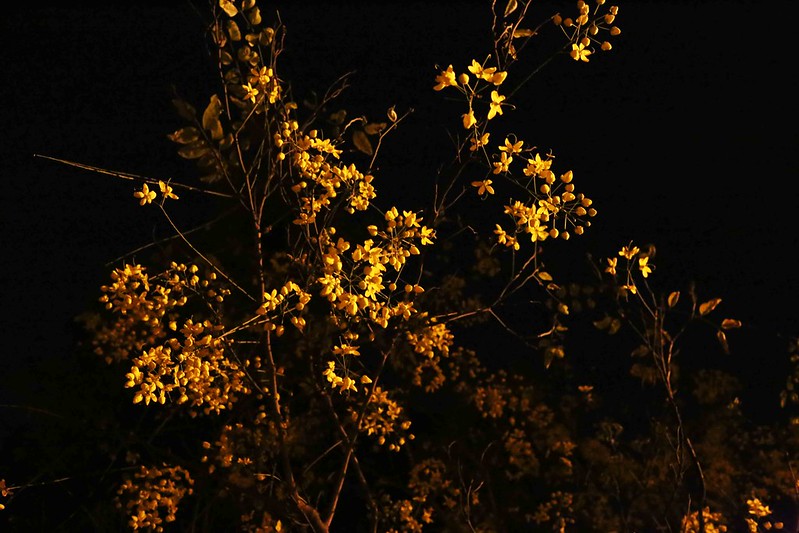 100 Things to Do Before You Quit Delhi – Stand Under Amaltas Trees at Midnight, Around Town