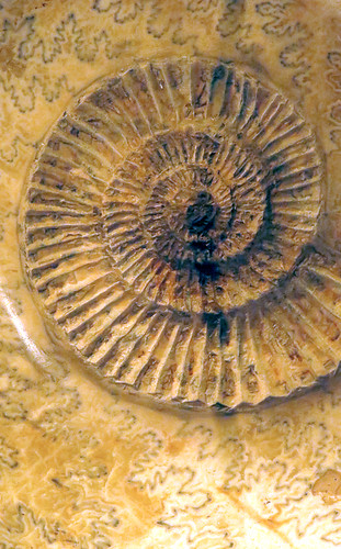 A fossil ammonite in the Cardiff Museum, Wales
