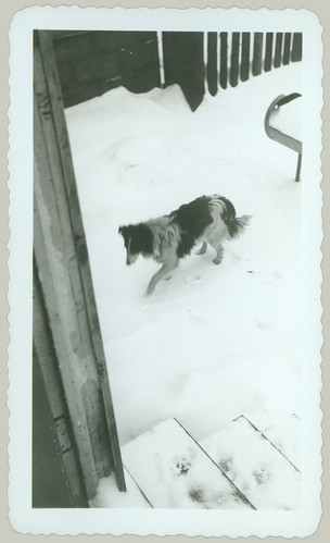 Dog in the snow