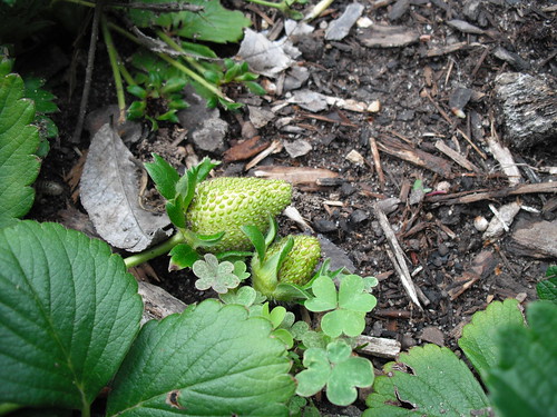 Strawberries by jenniferworthen