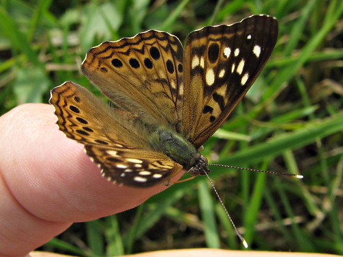 butterfly hand hackberryemperor petbutterfly kybassman